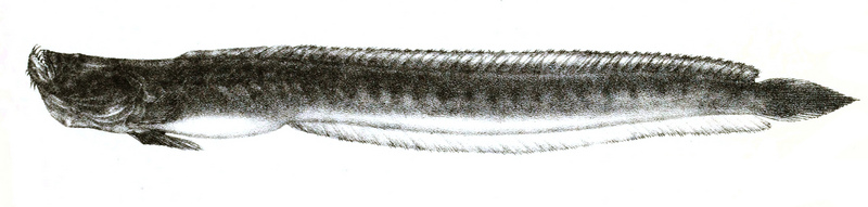 Bearded worm goby (Taenioides cirratus); DISPLAY FULL IMAGE.