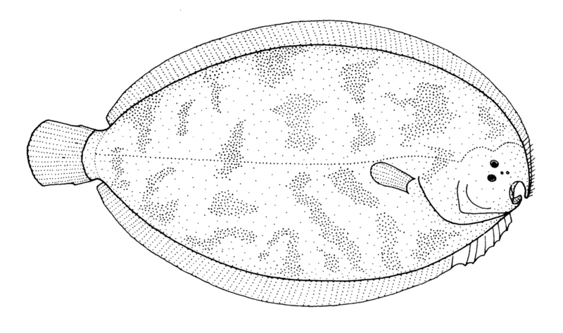 New Zealand turbot (Colistium nudipinnis); DISPLAY FULL IMAGE.