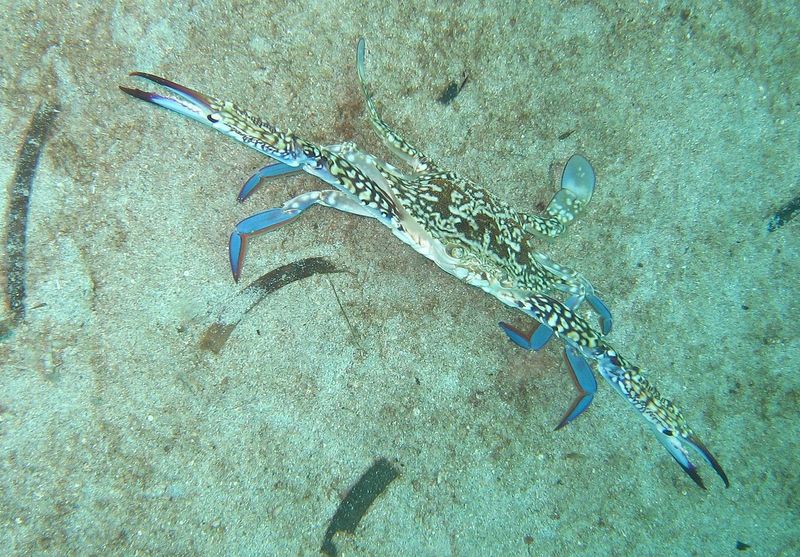 Portunus pelagicus, flower crab; DISPLAY FULL IMAGE.