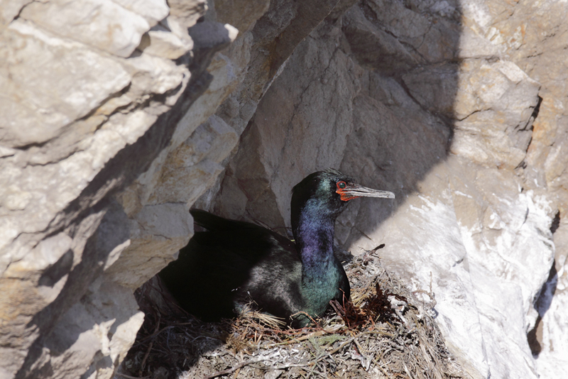 Pelagic cormorant (Phalacrocorax pelagicus); DISPLAY FULL IMAGE.