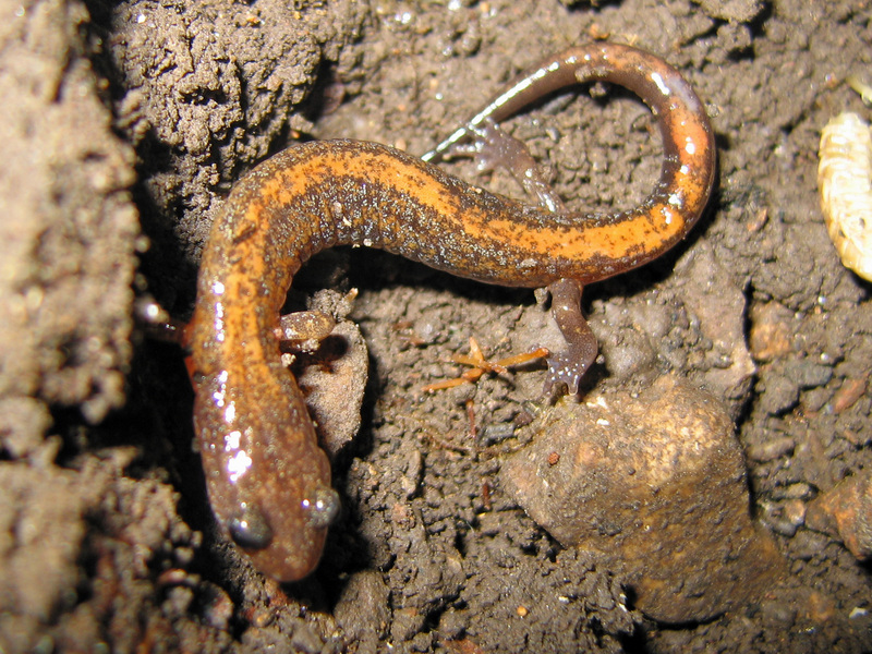 Northern zigzag salamander (Plethodon dorsalis); DISPLAY FULL IMAGE.