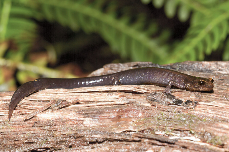Del Norte salamander (Plethodon elongatus); DISPLAY FULL IMAGE.
