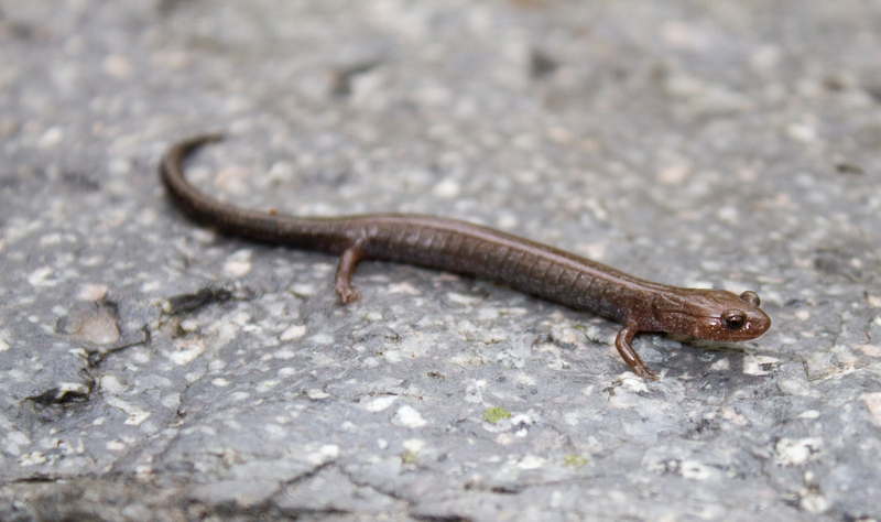 Ravine salamander (Plethodon richmondi); DISPLAY FULL IMAGE.
