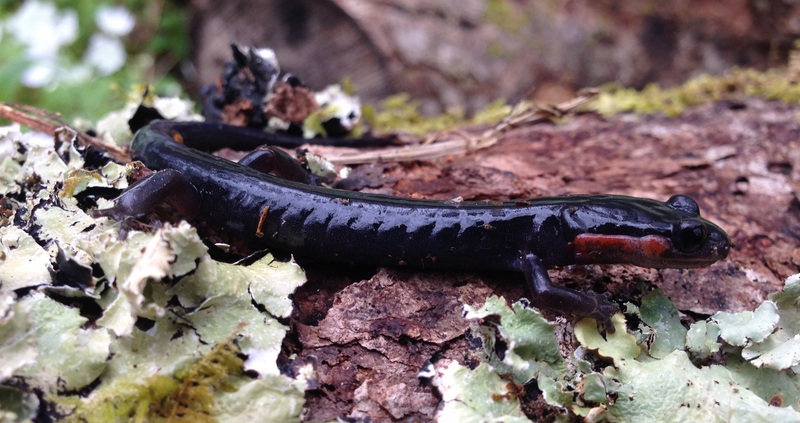 Red-cheeked salamander (Jordan's salamander) (Plethodon jordani); DISPLAY FULL IMAGE.