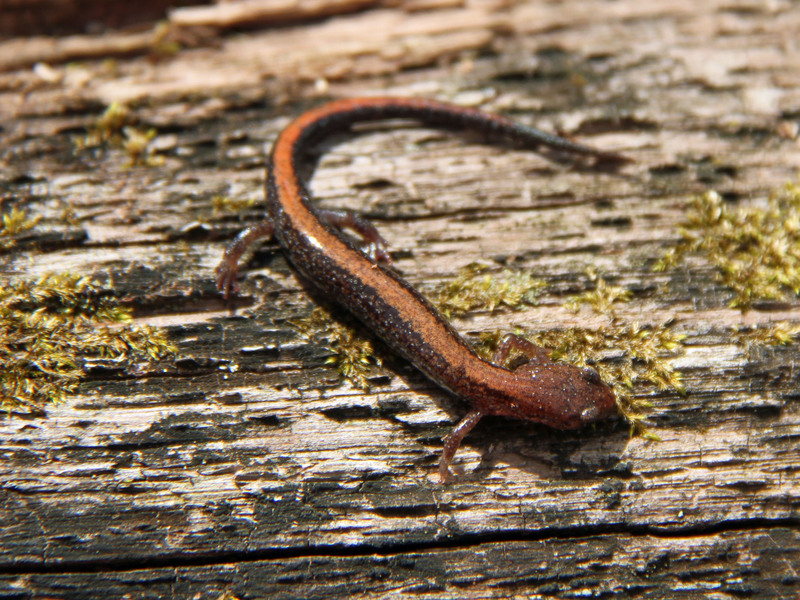 Southern red-backed salamander (Plethodon serratus); DISPLAY FULL IMAGE.