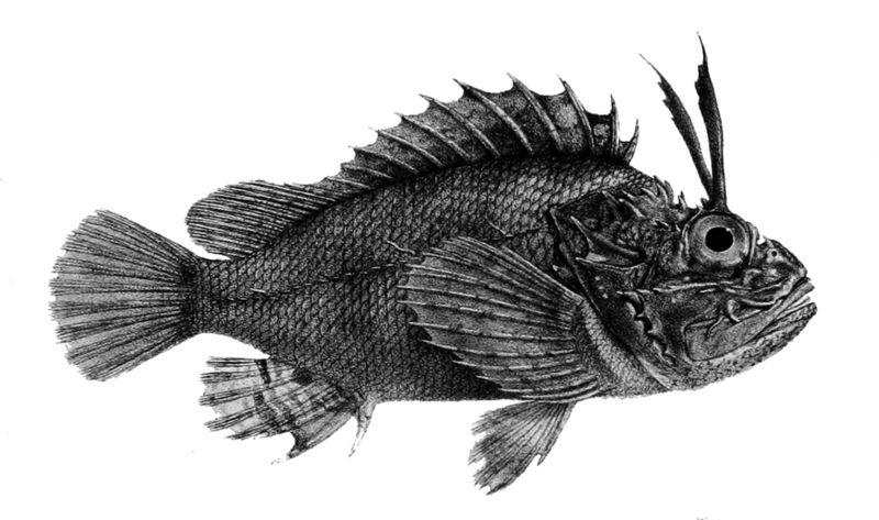 Mozambique scorpionfish (Parascorpaena mossambica); DISPLAY FULL IMAGE.