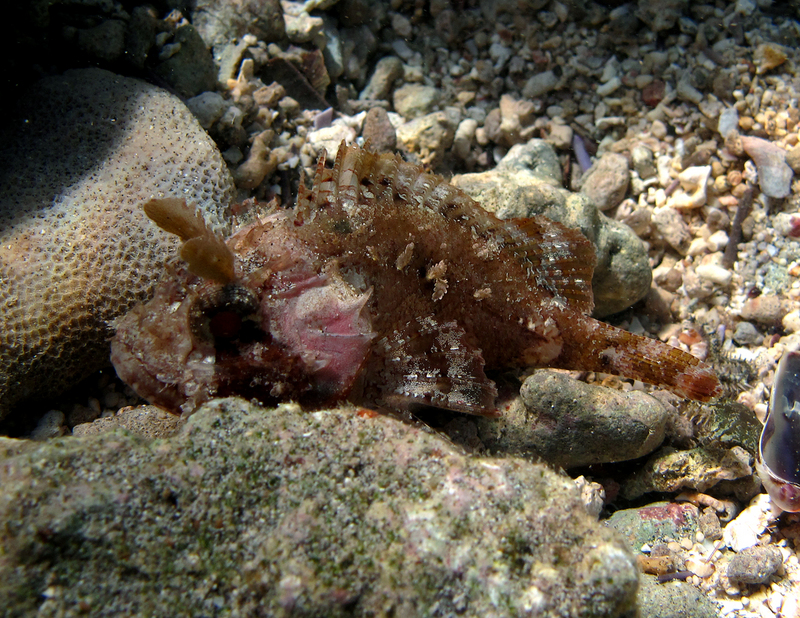 McAdam's scorpionfish (Parascorpaena mcadamsi); DISPLAY FULL IMAGE.
