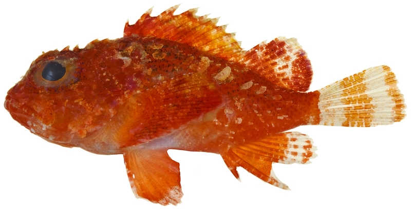 Scorpaena albifimbria, Coral scorpionfish; DISPLAY FULL IMAGE.