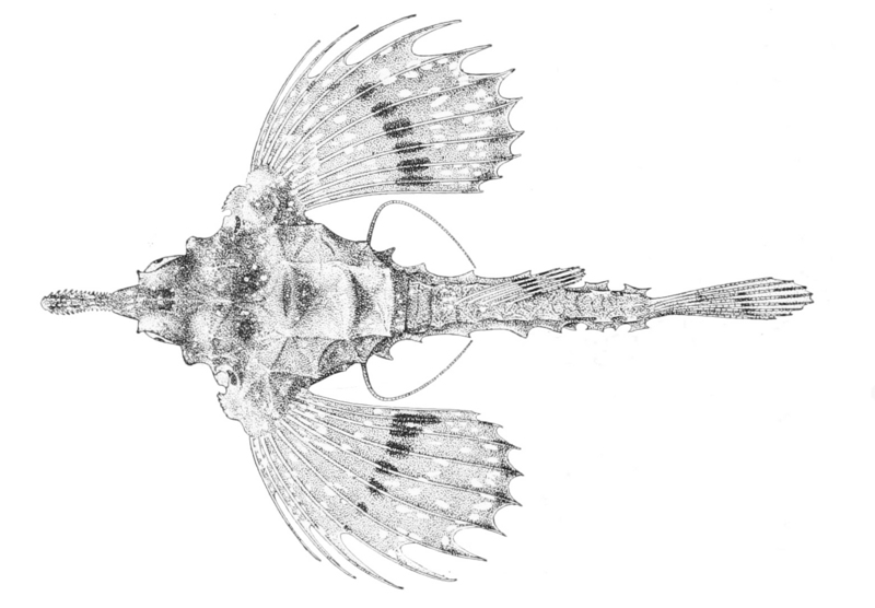 Hawaiian Sea-moth fish (Eurypegasus papilio); DISPLAY FULL IMAGE.