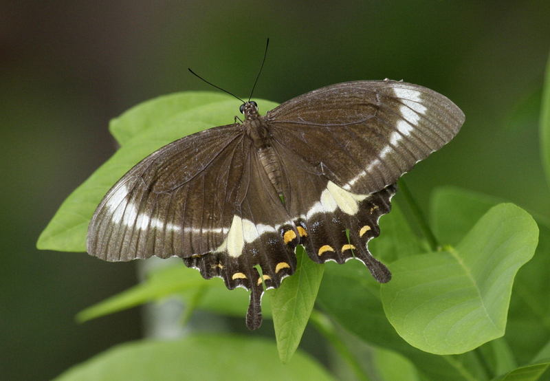 Canopus swallowtail (Papilio fuscus); DISPLAY FULL IMAGE.