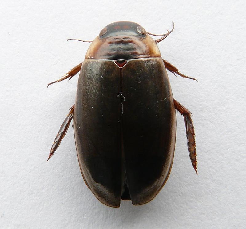 Colymbetes fuscus (water beetle); DISPLAY FULL IMAGE.