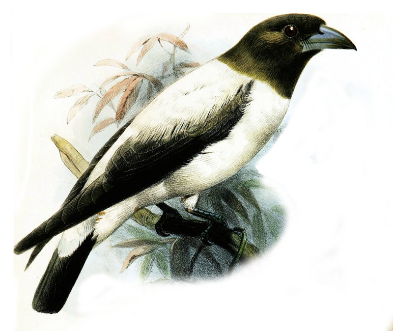 Ivory-backed woodswallow (Artamus monachus); DISPLAY FULL IMAGE.