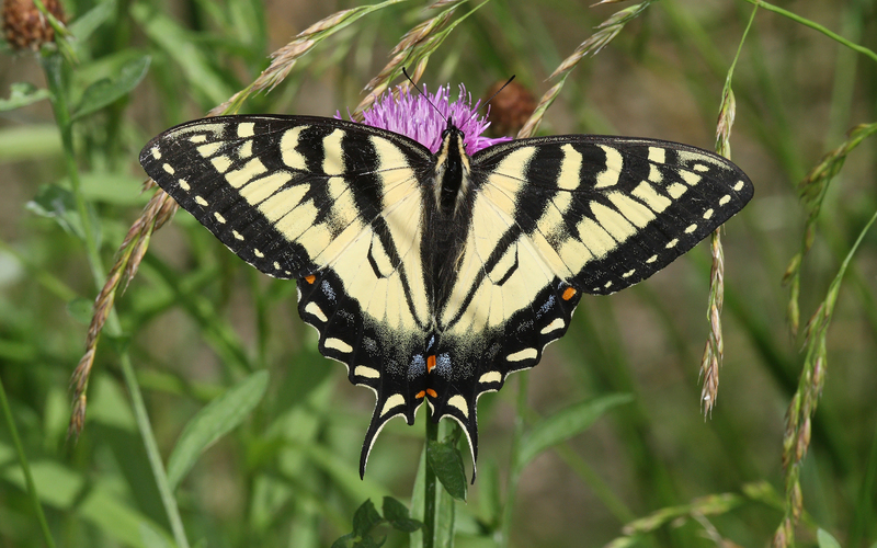 Canadian tiger swallowtail (Papilio canadensis); DISPLAY FULL IMAGE.