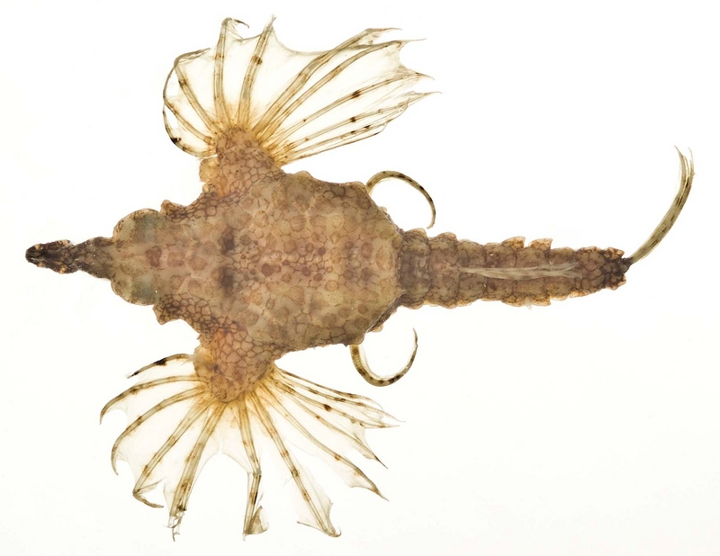 Little dragonfish / short dragonfish (Eurypegasus draconis); DISPLAY FULL IMAGE.