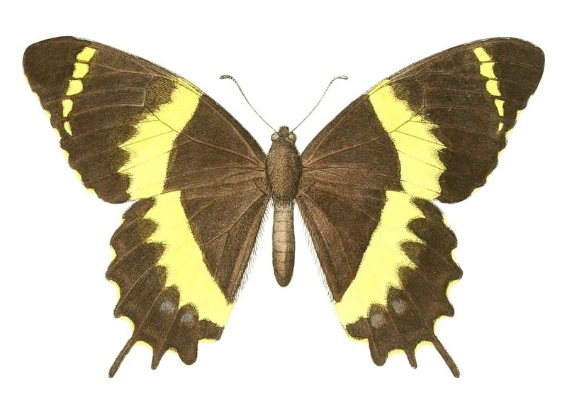 Papilio garamas (swallowtail); DISPLAY FULL IMAGE.