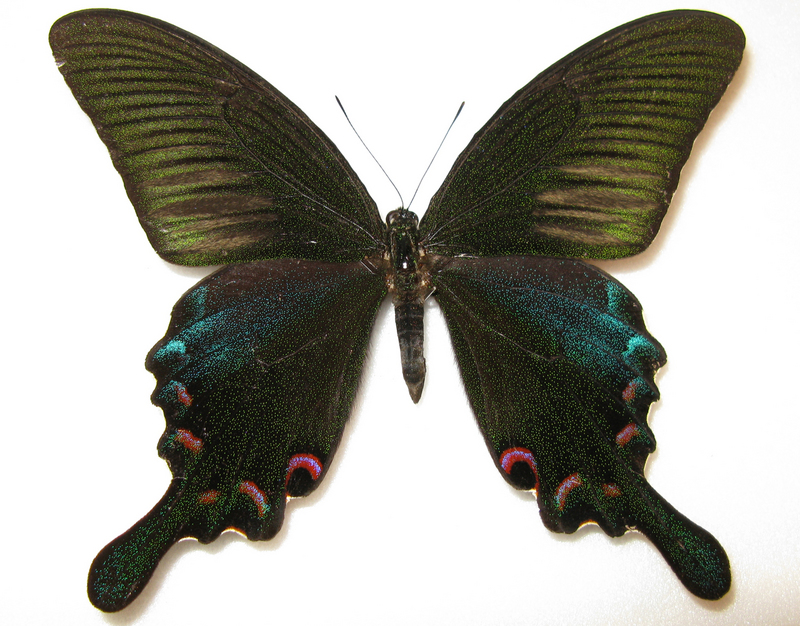 Chinese peacock swallowtail (Papilio bianor); DISPLAY FULL IMAGE.