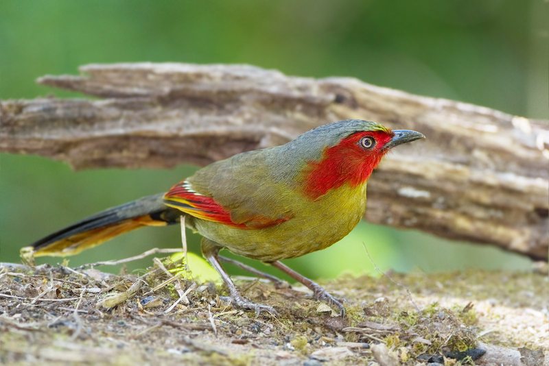 Scarlet-faced liocichla (Liocichla ripponi); DISPLAY FULL IMAGE.