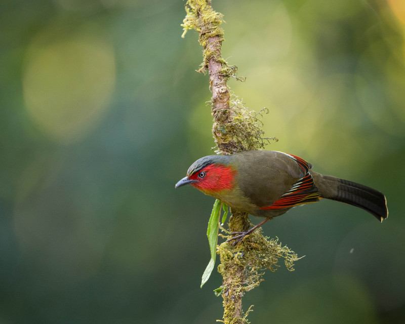 Red-faced liocichla (Liocichla phoenicea); DISPLAY FULL IMAGE.
