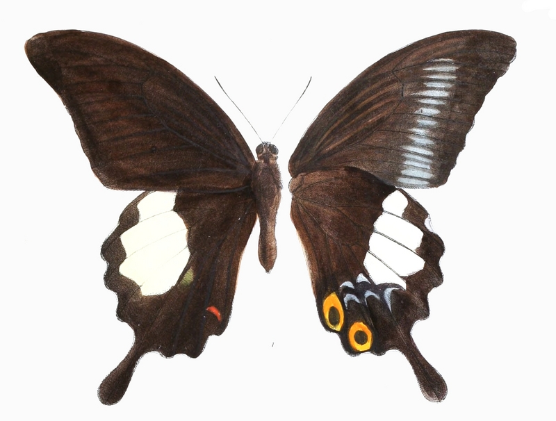 Great Helen ( Papilio iswara); DISPLAY FULL IMAGE.