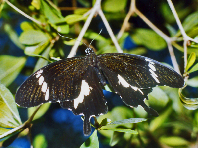 Black and white Helen (Papilio nephelus sunatus); DISPLAY FULL IMAGE.