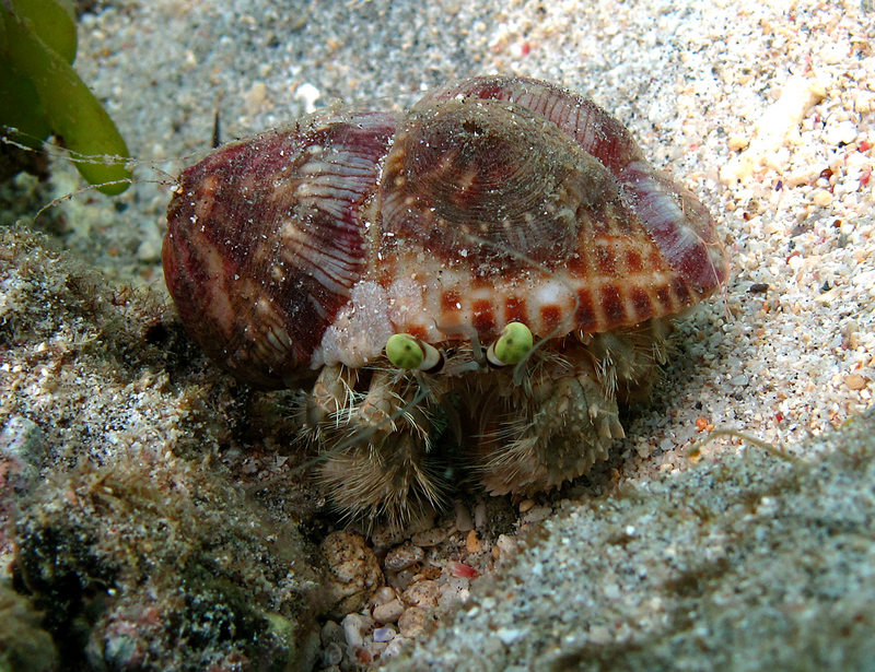 Dardanus deformis (hermit crab); DISPLAY FULL IMAGE.
