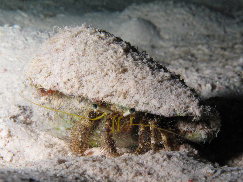 Hairy red hermit crab (Dardanus lagopodes); DISPLAY FULL IMAGE.
