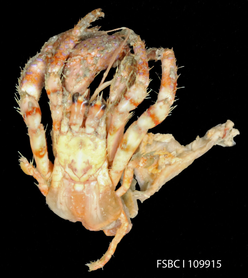 bareye hermit crab (Dardanus fucosus); DISPLAY FULL IMAGE.