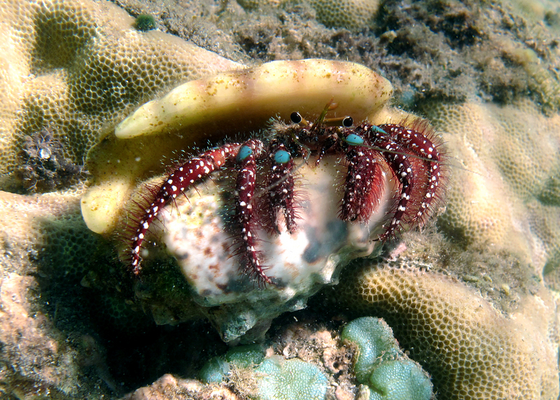 blue knee hermit crab (Dardanus guttatus); DISPLAY FULL IMAGE.