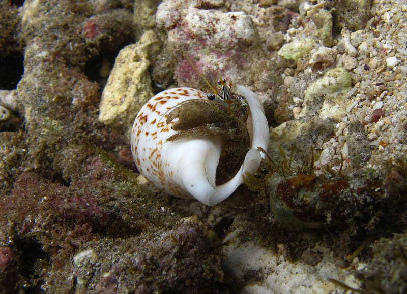 Dardanus scutellatus (hermit crab); DISPLAY FULL IMAGE.