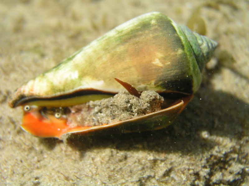Strawberry conch (Conomurex luhuanus); DISPLAY FULL IMAGE.