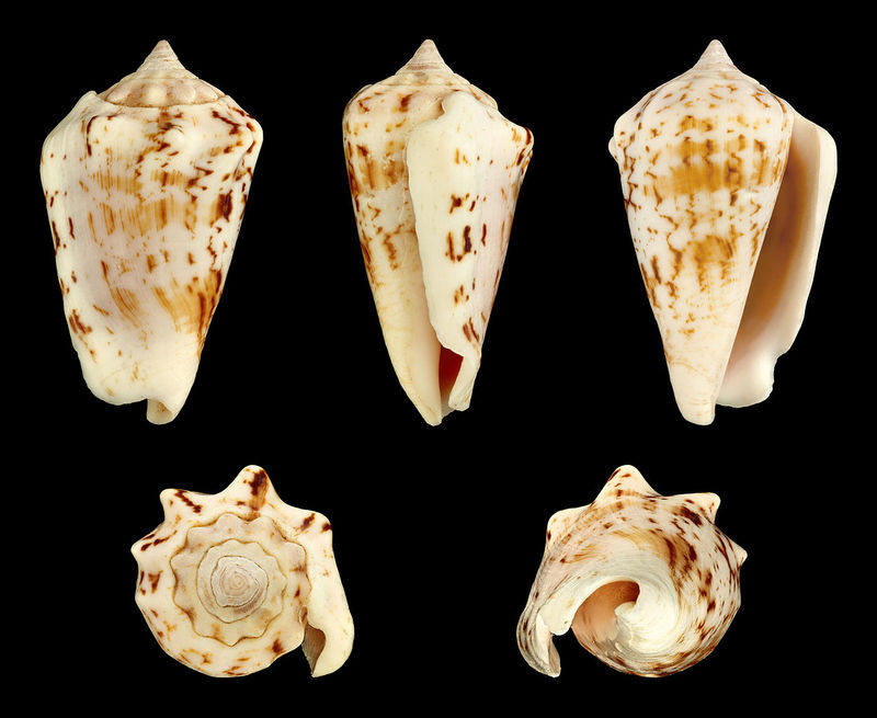 Mauritian Conch (Conomurex decorus); DISPLAY FULL IMAGE.