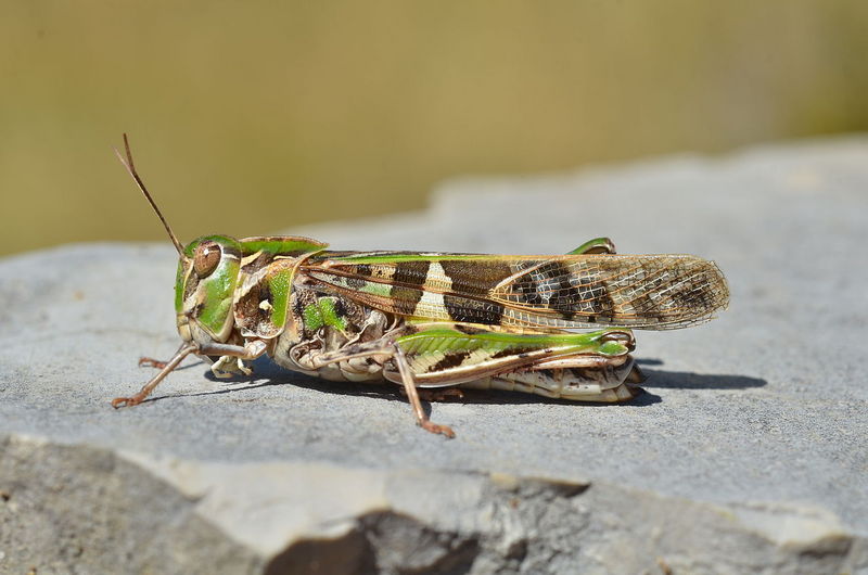 Handsome Cross Grasshopper (Oedaleus decorus); DISPLAY FULL IMAGE.