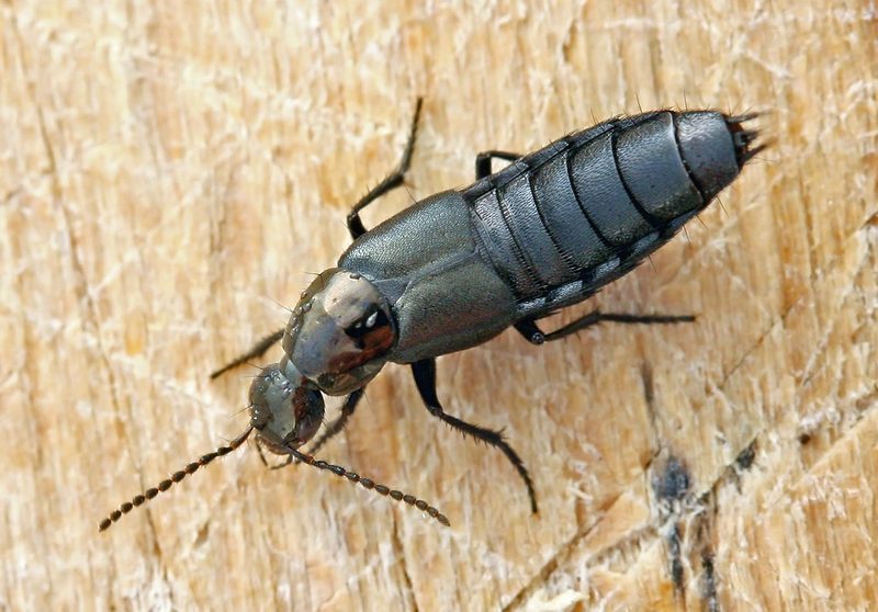 Philonthus decorus (rove beetle); DISPLAY FULL IMAGE.