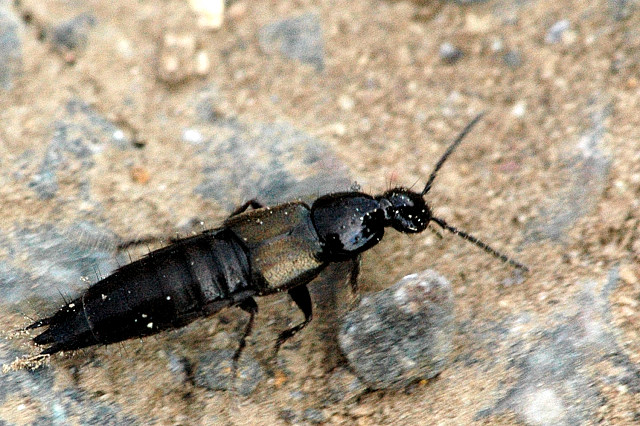 Philonthus cognatus (rove beetle); Image ONLY