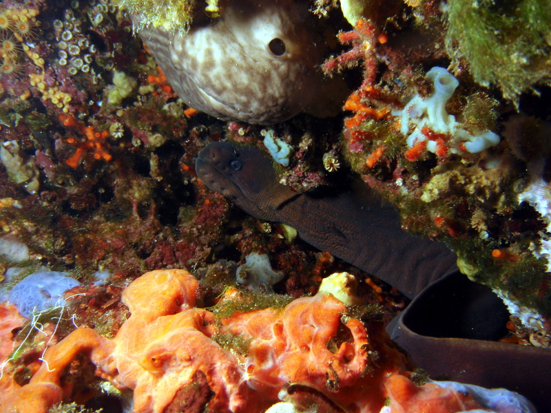brown moray eel, Gymnothorax unicolor; DISPLAY FULL IMAGE.