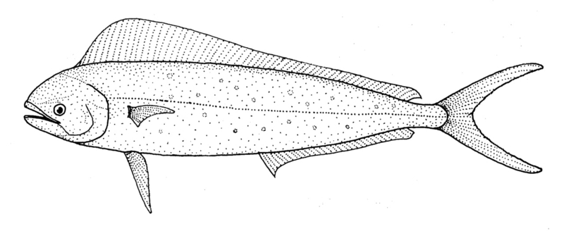 Samson fish (Seriola hippos); DISPLAY FULL IMAGE.