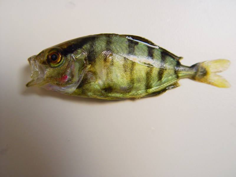 Banded rudderfish (Seriola zonata); DISPLAY FULL IMAGE.