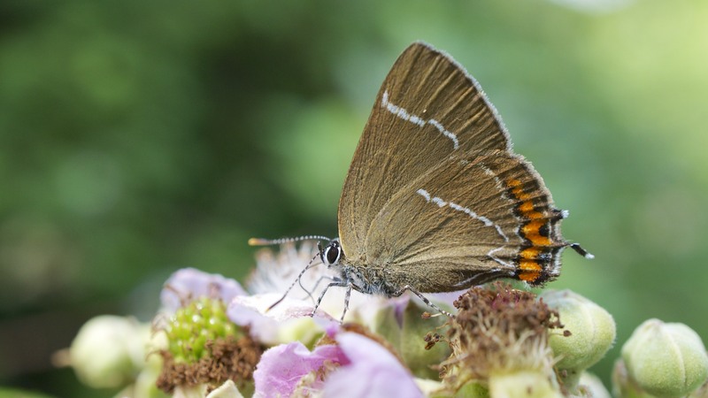 White-letter hairstreak (Satyrium w-album); DISPLAY FULL IMAGE.