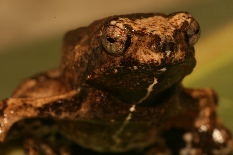 Peters' dwarf frog (Engystomops petersi); DISPLAY FULL IMAGE.
