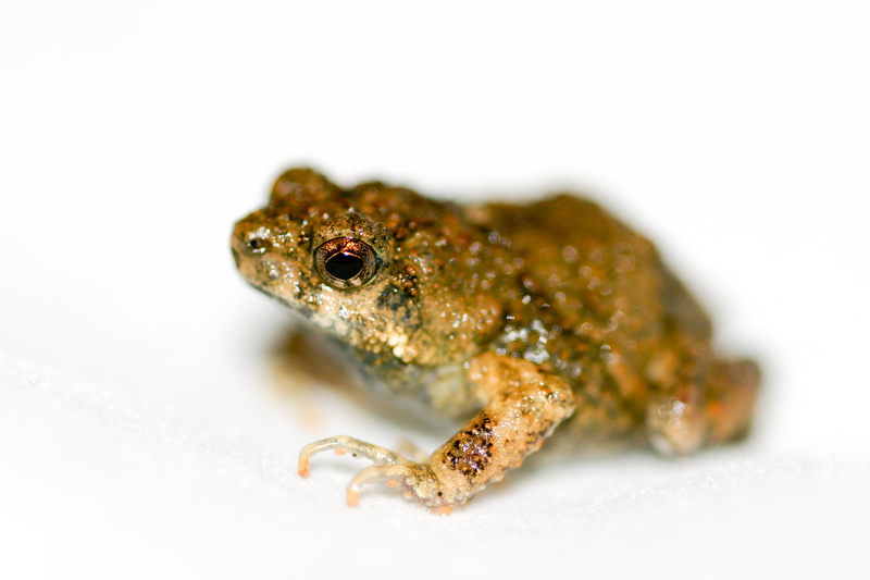 túngara frog (Engystomops pustulosus); DISPLAY FULL IMAGE.
