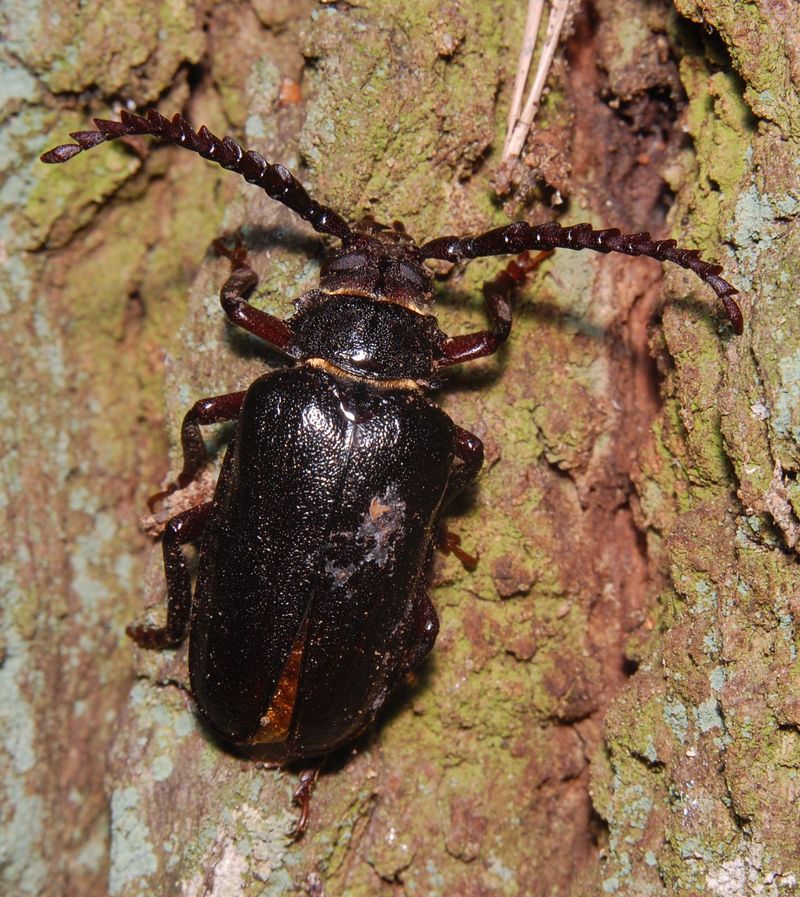 Prionus insularis (Saw longhorn beetle); DISPLAY FULL IMAGE.