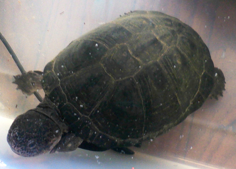West African mud turtle (Pelusios castaneus); DISPLAY FULL IMAGE.
