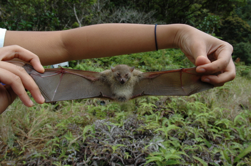 Fischer's pygmy fruit bat, Philippine pygmy fruit bat (Haplonycteris fischeri); DISPLAY FULL IMAGE.