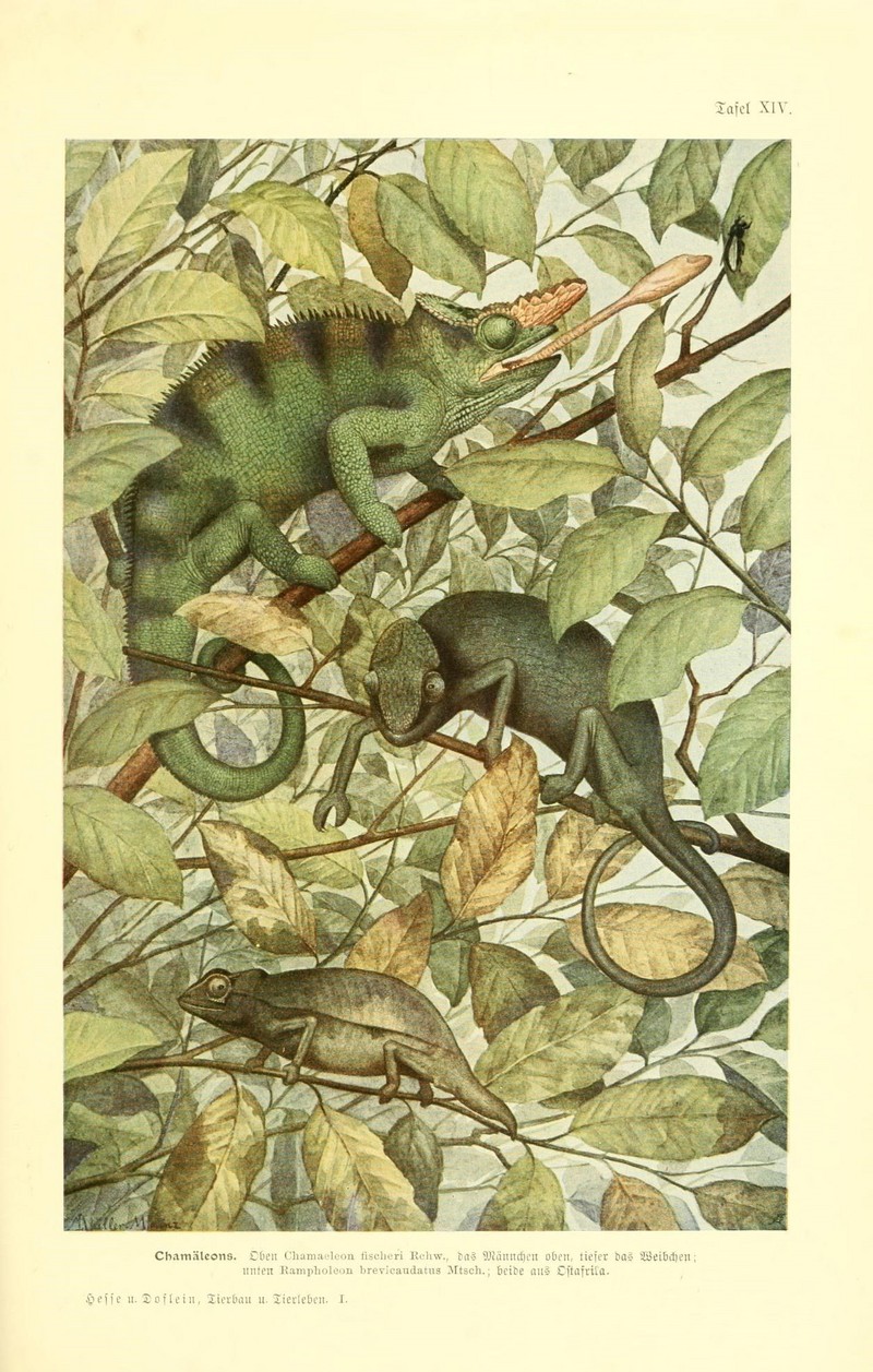 Fischer's chameleon (Kinyongia fischeri); DISPLAY FULL IMAGE.