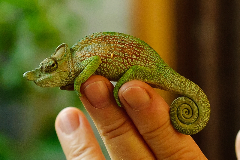 strange-nosed chameleon (Kinyongia xenorhina); DISPLAY FULL IMAGE.