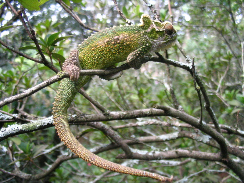 Natal Midlands dwarf chameleon (Bradypodion thamnobates); DISPLAY FULL IMAGE.