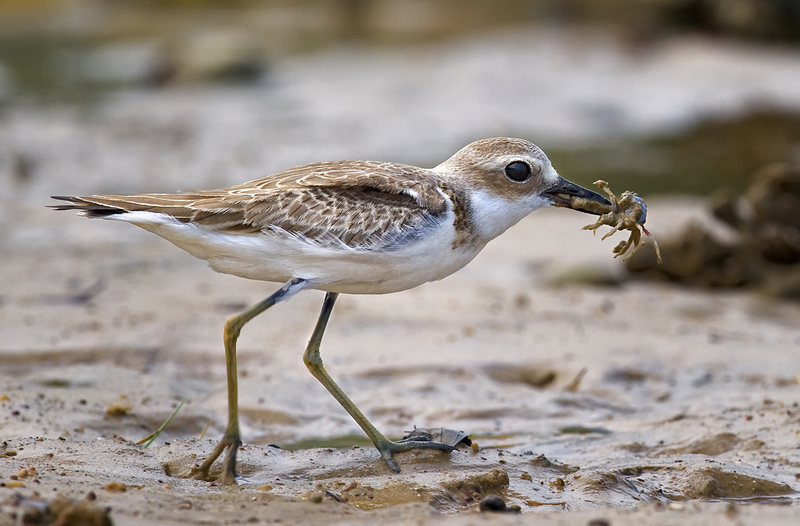 greater sand plover (Charadrius leschenaultii); DISPLAY FULL IMAGE.