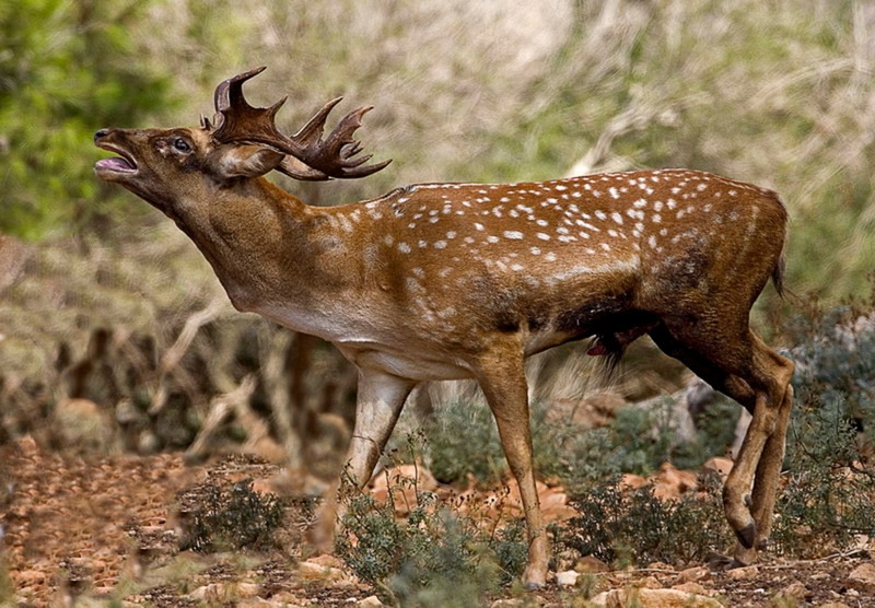 Persian fallow deer (Dama dama mesopotamica); DISPLAY FULL IMAGE.