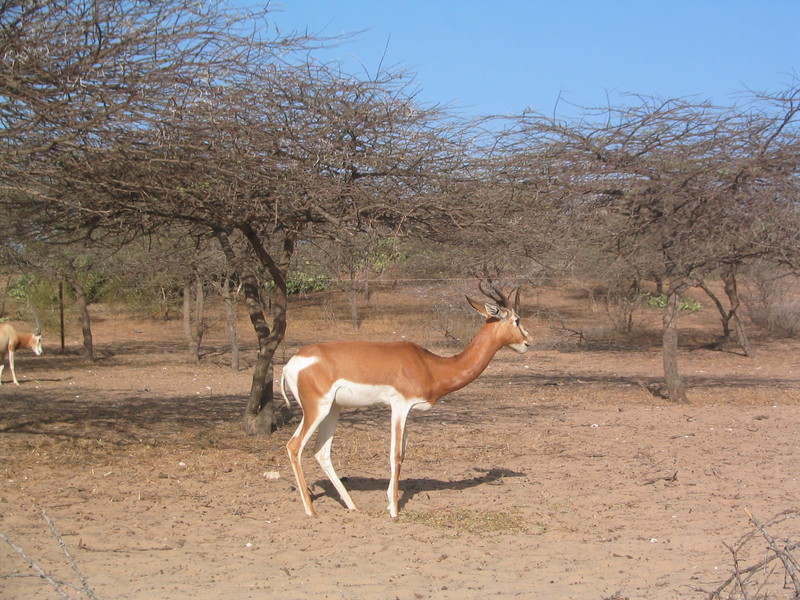 dama gazelle, addra gazelle, mhorr gazelle (Nanger dama); DISPLAY FULL IMAGE.