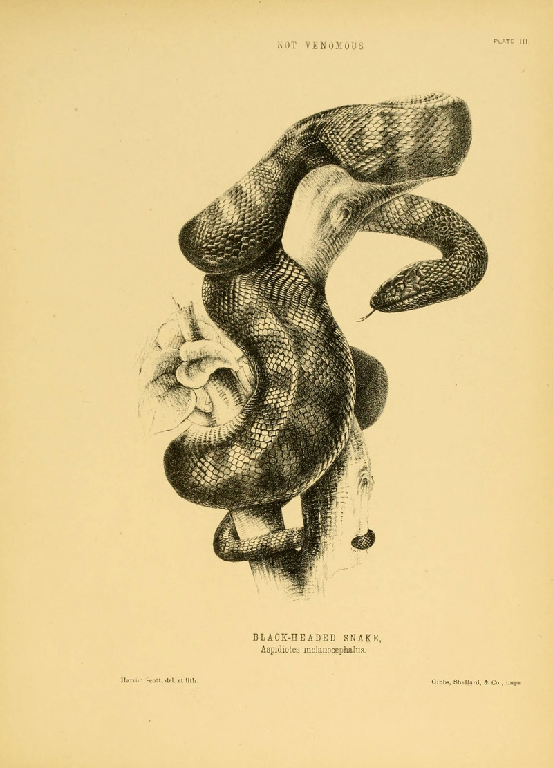 black-headed snake (Tantilla melanocephala); DISPLAY FULL IMAGE.